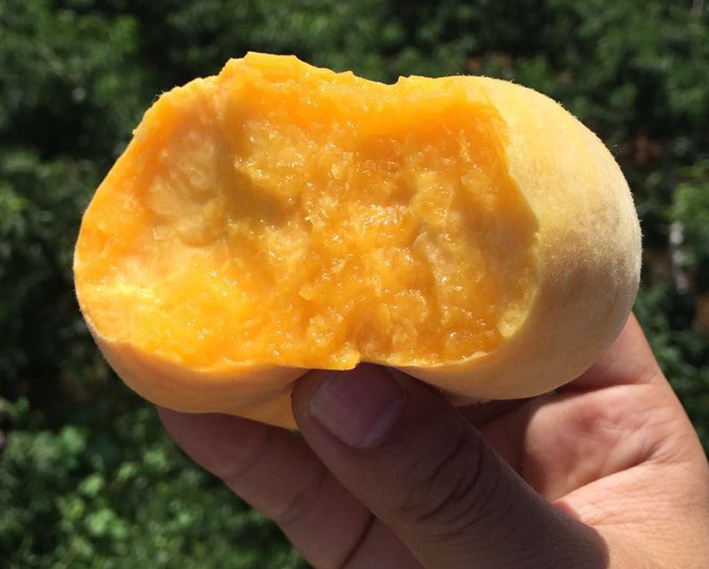 好甜蜜！蟠桃大量成熟上市，产地直发低至29.9/箱！桃香馥郁，鲜甜多汁，点赞匠心农人的几十年坚守！