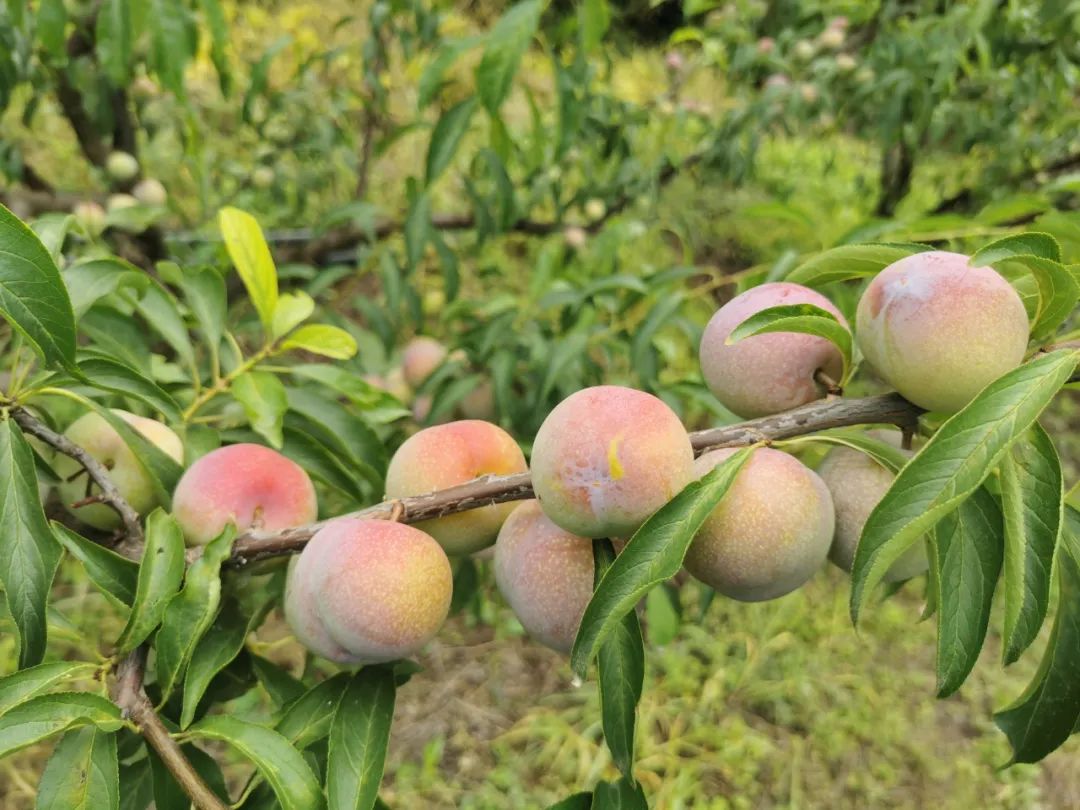 顺丰包邮！『四川茵红脱骨李』新鲜来袭！甜爽脆口，汁多肉厚，一掰就离核，不到20天的成熟周期，请您一起支持！