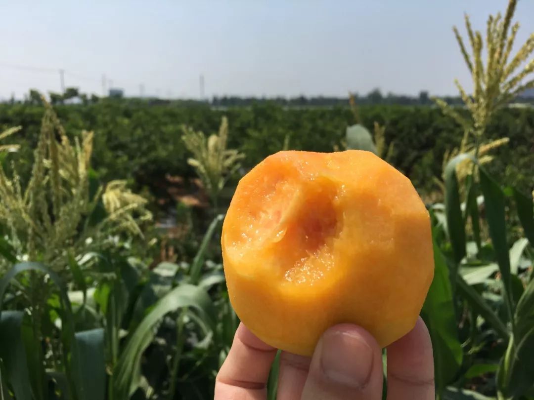 超100斤锦绣黄桃大量成熟31.9/箱！沂蒙山区老人匠心种植，软腻多汁，回味沁香，桃香馥郁！