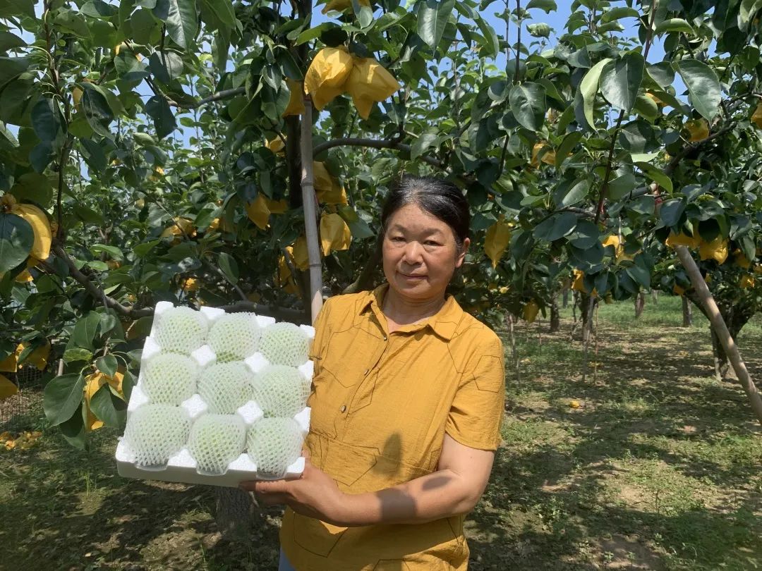 润肺降火吃个梨！大沙河【酥脆一号蜜梨】入口化渣，满嘴兜不住的甜汁！比超市便宜一半！