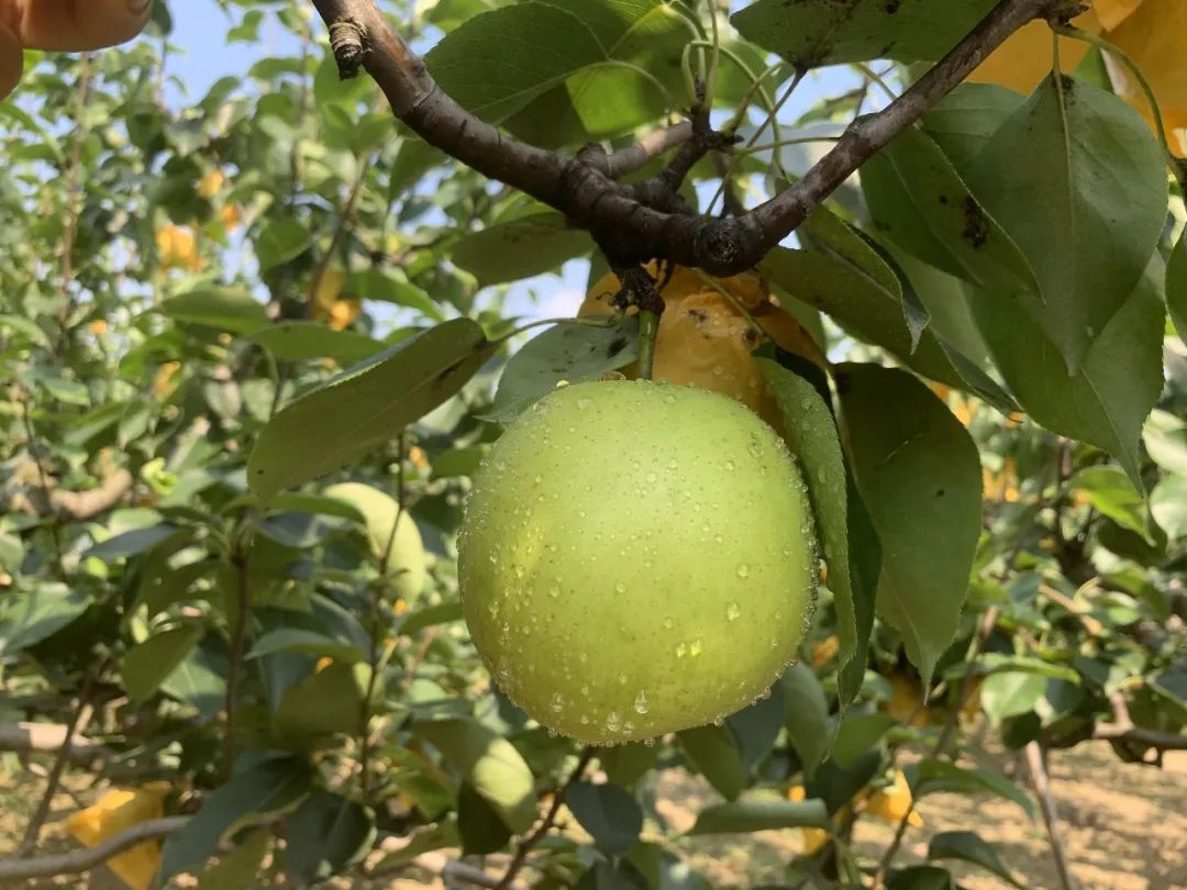 润肺降火吃个梨！大沙河【酥脆一号蜜梨】入口化渣，满嘴兜不住的甜汁！比超市便宜一半！