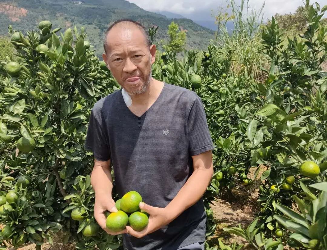云南地标华宁蜜桔来啦！16.9/5斤装包邮，鲜嫩无渣，酸甜爽口，黄金酸甜比，一口爆汁，细腻无渣！
