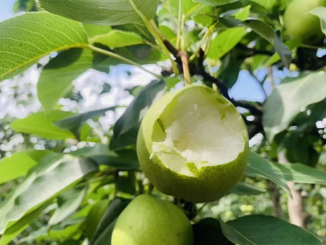 8.9元一大箱的陕西头茬早酥梨，咬一口流一手，清脆甘甜又爽口，夏日太适合了！"