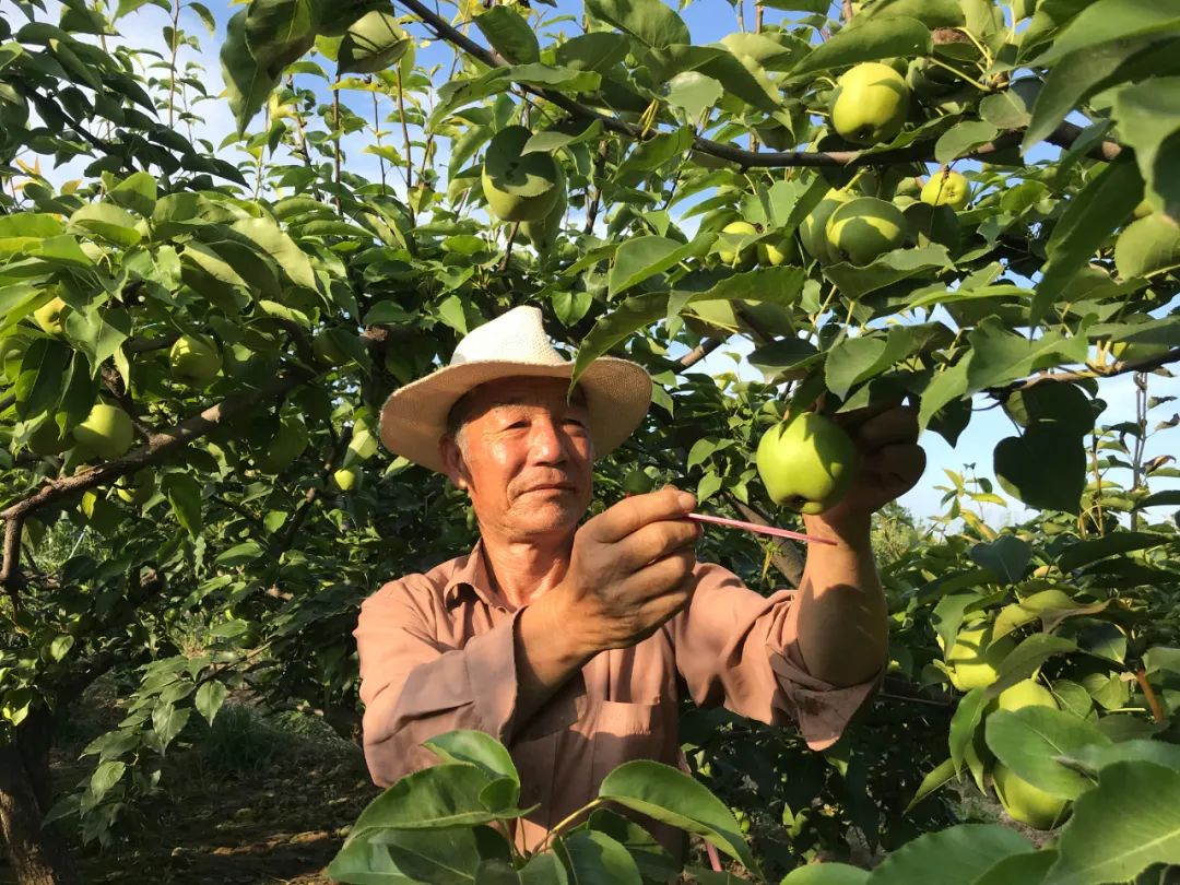 8.9元一大箱的陕西头茬早酥梨，咬一口流一手，清脆甘甜又爽口，夏日太适合了！"