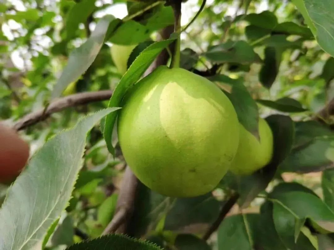 8.9元一大箱的陕西头茬早酥梨，咬一口流一手，清脆甘甜又爽口，夏日太适合了！"