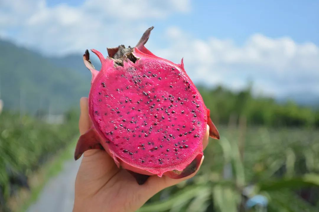 甜蜜炸弹！金都一号红心火龙果23.9/5斤，满满花青素！产地直发，感受口腔中的甜蜜炸弹