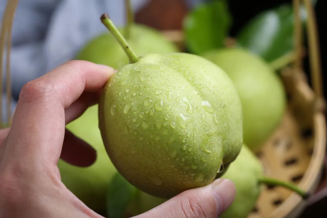 8.9元一大箱的陕西头茬早酥梨，咬一口流一手，清脆甘甜又爽口，夏日太适合了！"