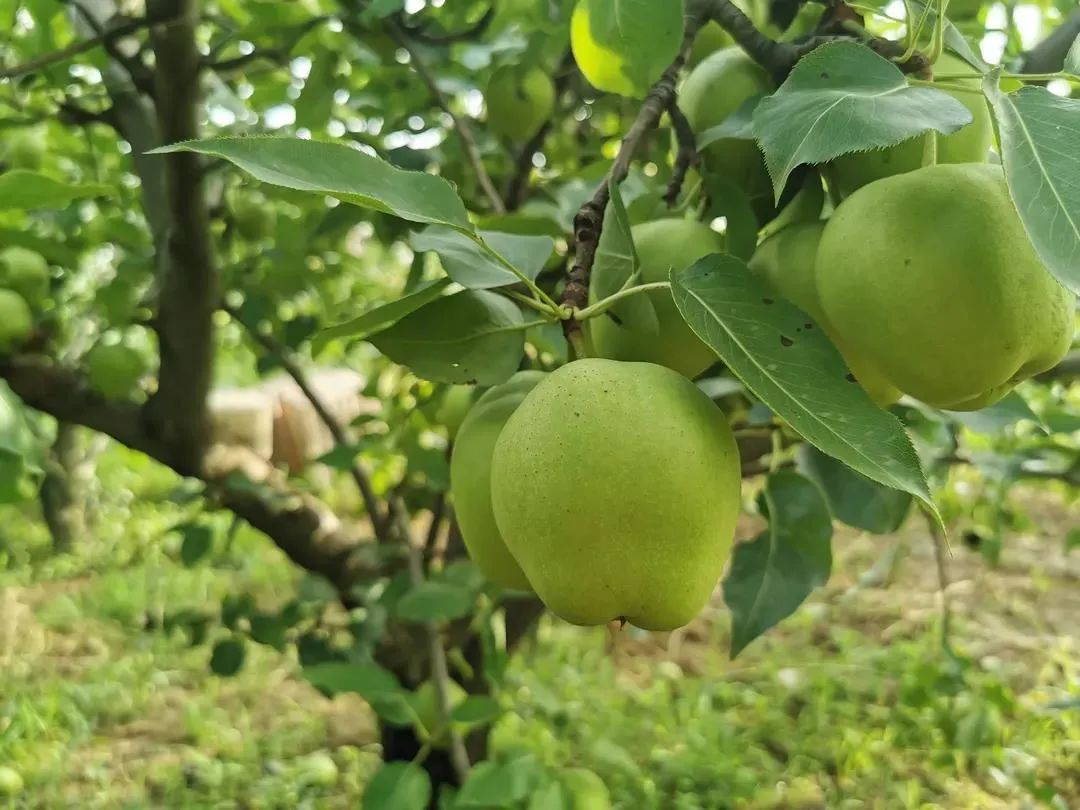 8.9元一大箱的陕西头茬早酥梨，咬一口流一手，清脆甘甜又爽口，夏日太适合了！"
