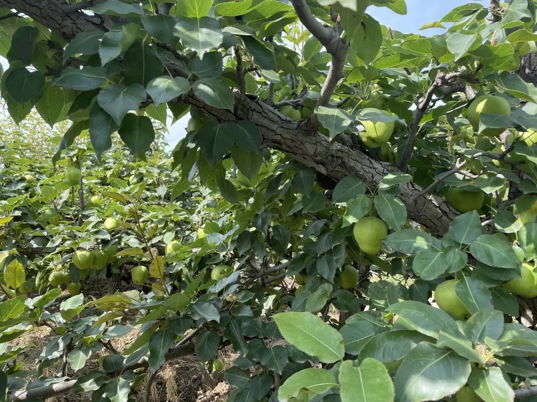 8.9元一大箱的陕西头茬早酥梨，咬一口流一手，清脆甘甜又爽口，夏日太适合了！"
