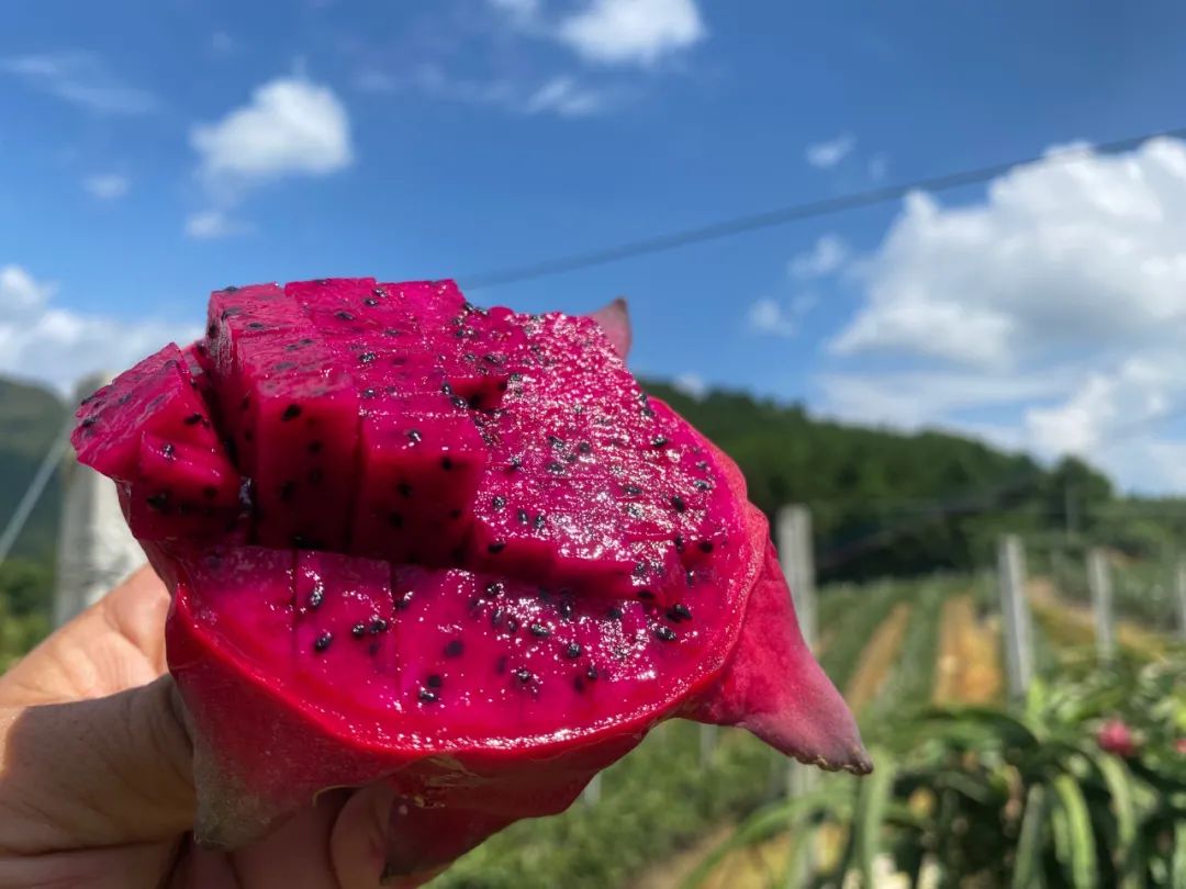 甜蜜炸弹！金都一号红心火龙果23.9/5斤，满满花青素！产地直发，感受口腔中的甜蜜炸弹