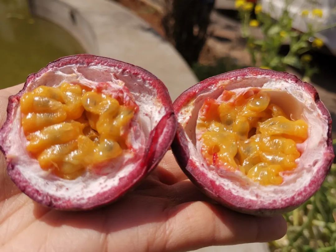 天然健康饮品『云南紫香百香果』，果汁之王，酸甜芳香，搭配蜂蜜超好喝！