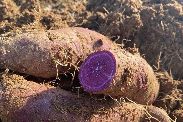山东农家紫罗兰紫薯，无丝无筋，口口惊艳！蒸一蒸，早饭轻松搞定！