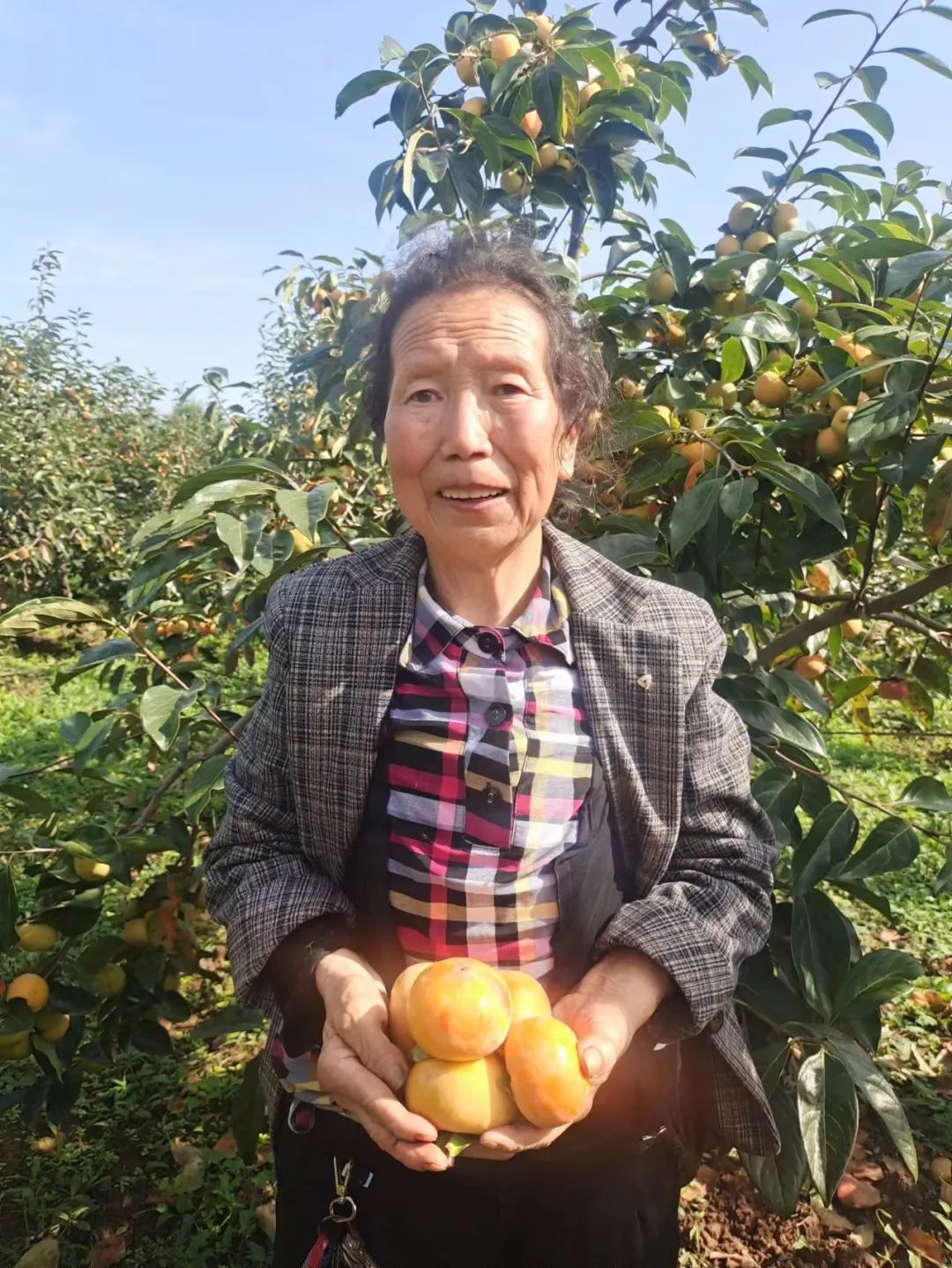 紧急求助！陕西太白山下阳丰脆柿，给7旬老农一份希望！19.9/箱全国包邮！自然脱涩好滋味，比苹果还要脆甜！够脆！够甜！不麻涩！
