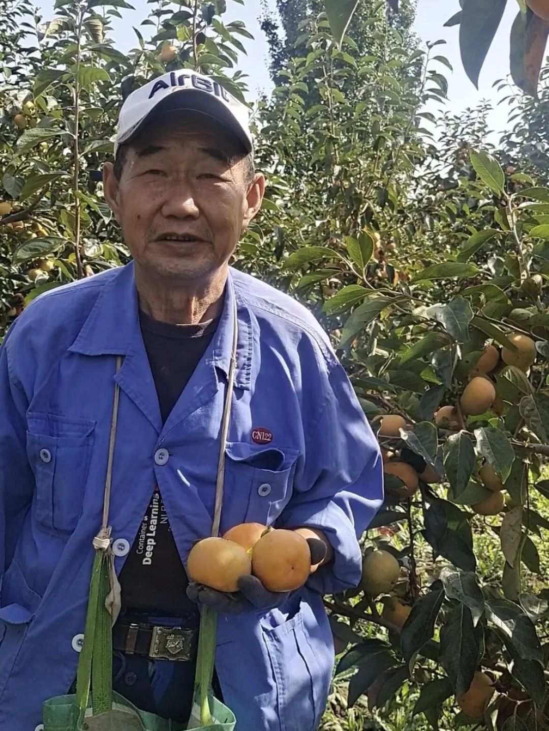 紧急求助！陕西太白山下阳丰脆柿，给7旬老农一份希望！19.9/箱全国包邮！自然脱涩好滋味，比苹果还要脆甜！够脆！够甜！不麻涩！