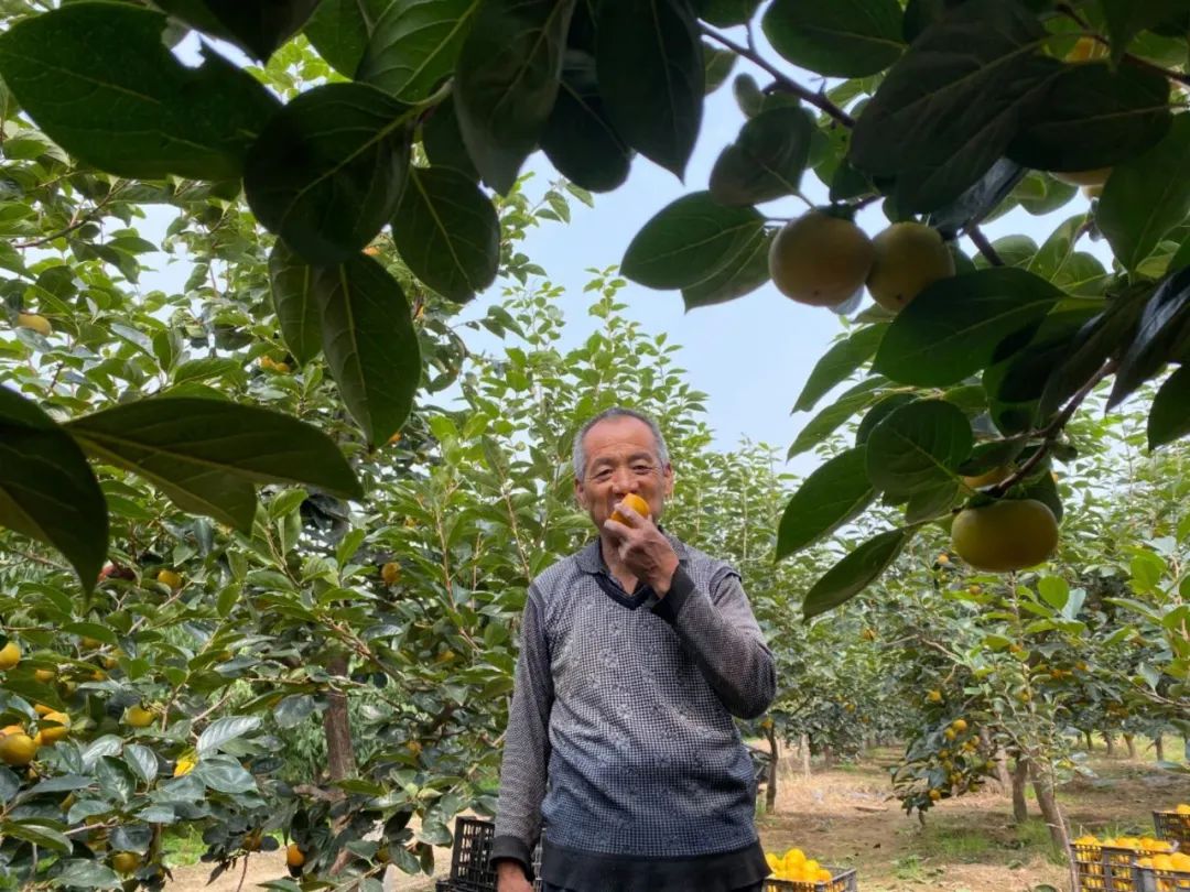 紧急求助！陕西太白山下阳丰脆柿，给7旬老农一份希望！19.9/箱全国包邮！自然脱涩好滋味，比苹果还要脆甜！够脆！够甜！不麻涩！