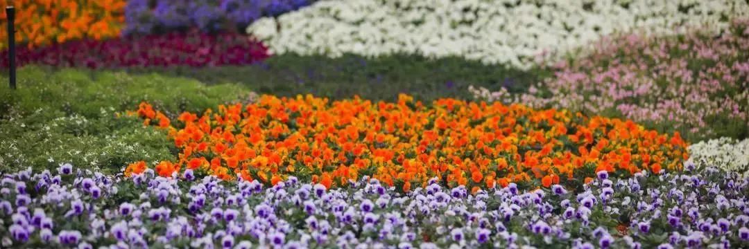 国庆抢先订！「网红拍照圣地」全面升级！沉浸式遨游100000㎡花海！