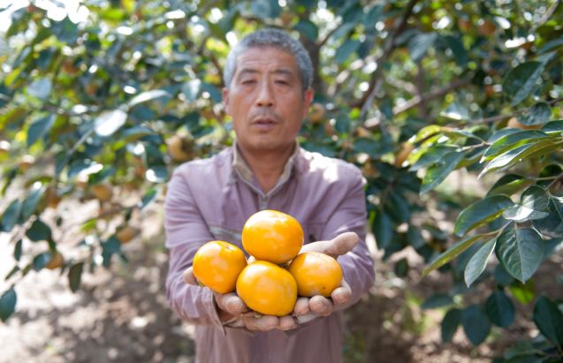 紧急求助！陕西太白山下阳丰脆柿，给7旬老农一份希望！19.9/箱全国包邮！自然脱涩好滋味，比苹果还要脆甜！够脆！够甜！不麻涩！