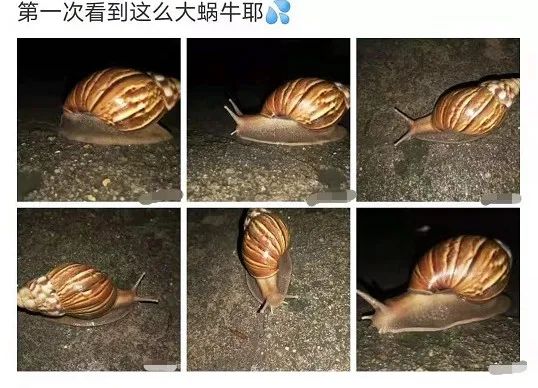 紧急提醒！东莞已出现！千万别碰，别吃！