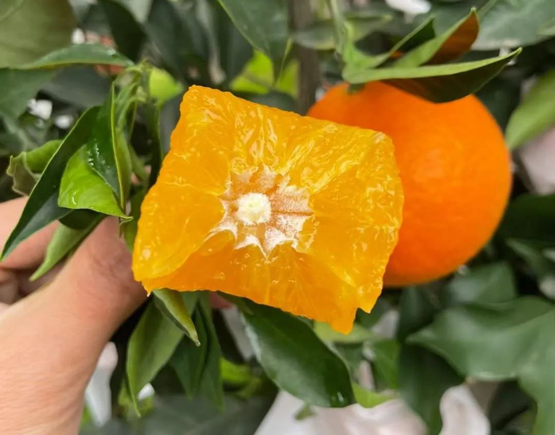 超80万斤爱媛果冻橙正在下树，29.9/箱皮薄爆汁，香甜细腻，富含维生素，7旬果农期待您的支持！