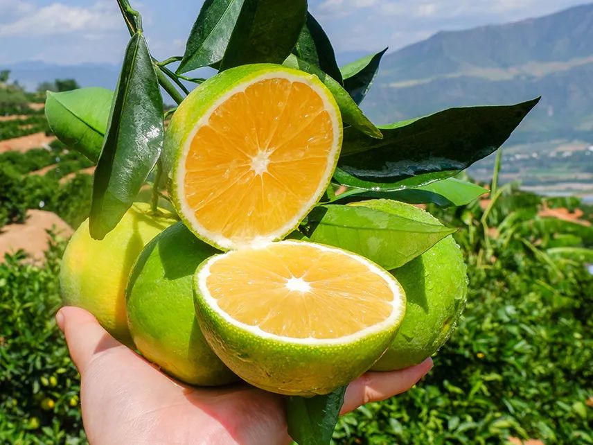 清甜解腻！助力云南玉溪冰糖橙24.9/箱，冰爽清甜，果肉细腻无渣，满满维C，大自然的味道~