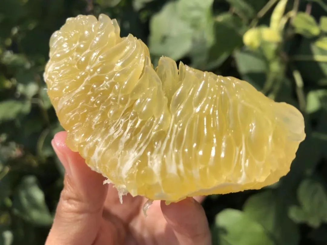 纯甜！飙汁！福建数百万斤『黄金葡萄柚19.9/箱』成熟上市，口感细腻，汁水超多！