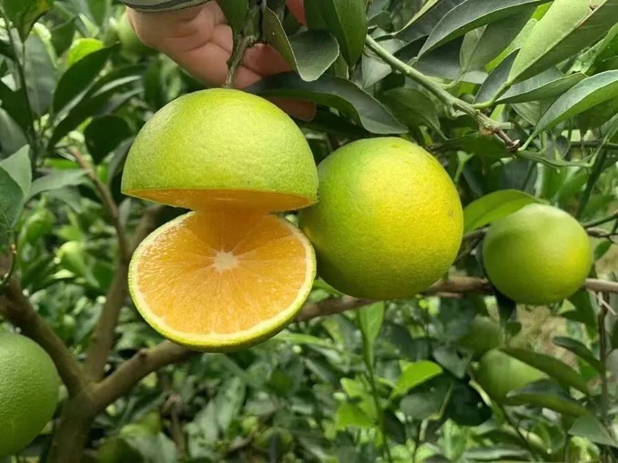 清甜解腻！助力云南玉溪冰糖橙24.9/箱，冰爽清甜，果肉细腻无渣，满满维C，大自然的味道~