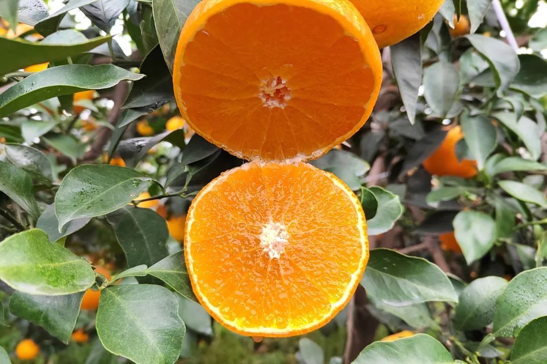 超80万斤爱媛果冻橙正在下树，29.9/箱皮薄爆汁，香甜细腻，富含维生素，7旬果农期待您的支持！