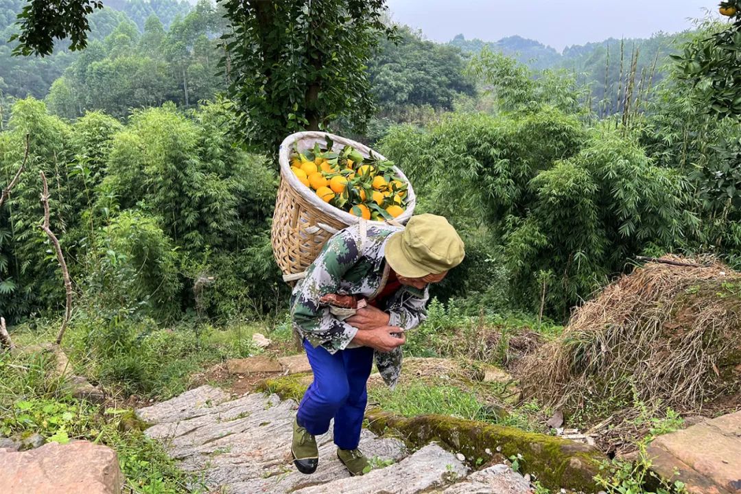 超80万斤爱媛果冻橙正在下树，29.9/箱皮薄爆汁，香甜细腻，富含维生素，7旬果农期待您的支持！