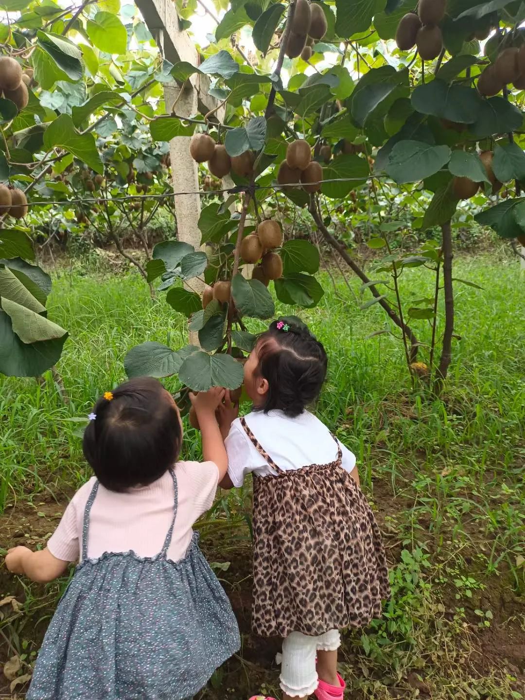 双11大促！19.9秒杀！纯甜不酸陕西优质猕猴桃，香甜可口，维C满满，果农辛勤种植，邀您支持助力！