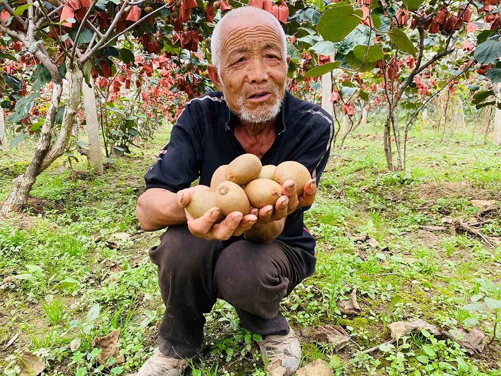 疫情放开后，家里一定要囤！公认的“维C之冠”，含量是柠檬的5倍！