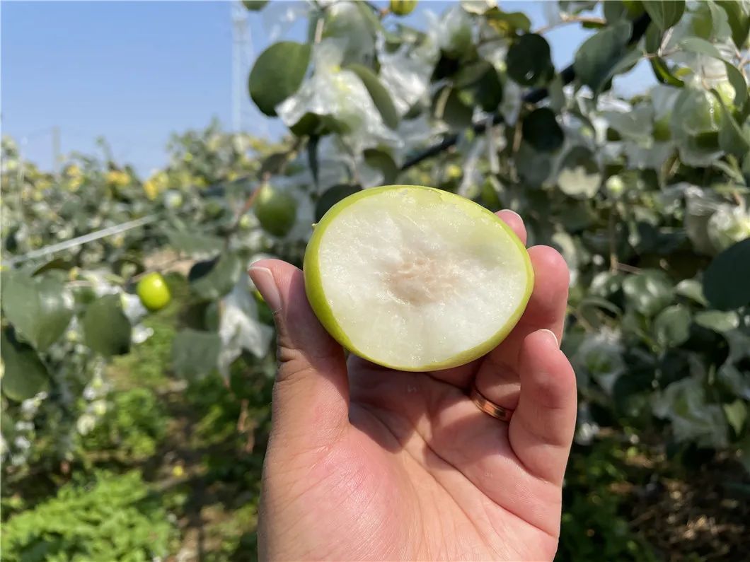 产地直发！福建冬季牛奶贵妃蜜枣19.9/箱包邮，脆甜爽口，优质蜜枣！