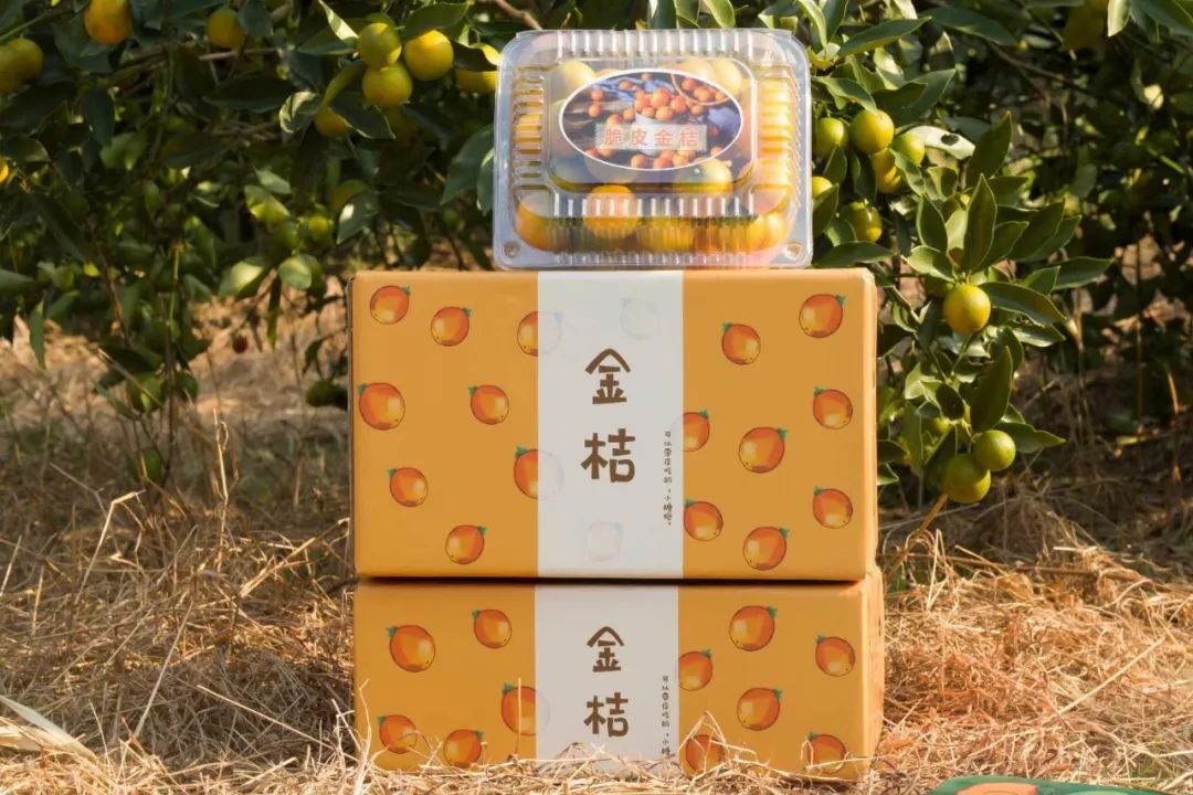广西融安的“糖心”金桔19.9/箱，纯甜不麻嘴，23°甜的止咳圣果，冬季化痰生津~
