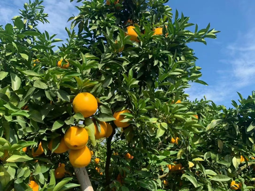 火爆热卖！江西赣南脐橙14.8元/箱！100%原生态脐橙，清甜爽口，到嘴的新鲜！