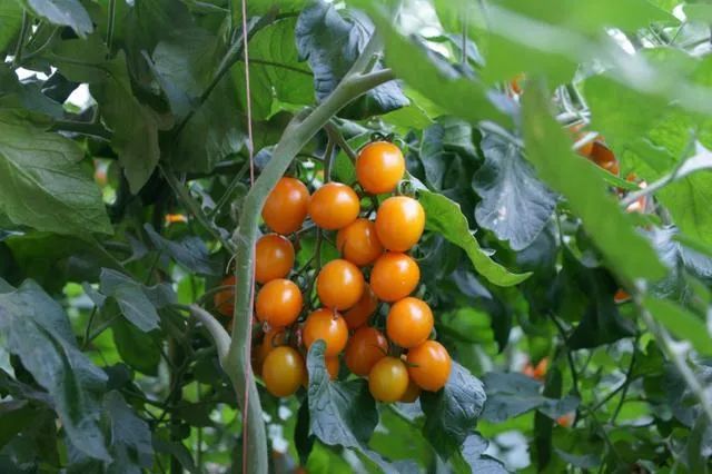 颗颗爆汁！露天种植黄金圣女果29.9/箱！美味0负担，酸甜可口，脆嫩多汁~