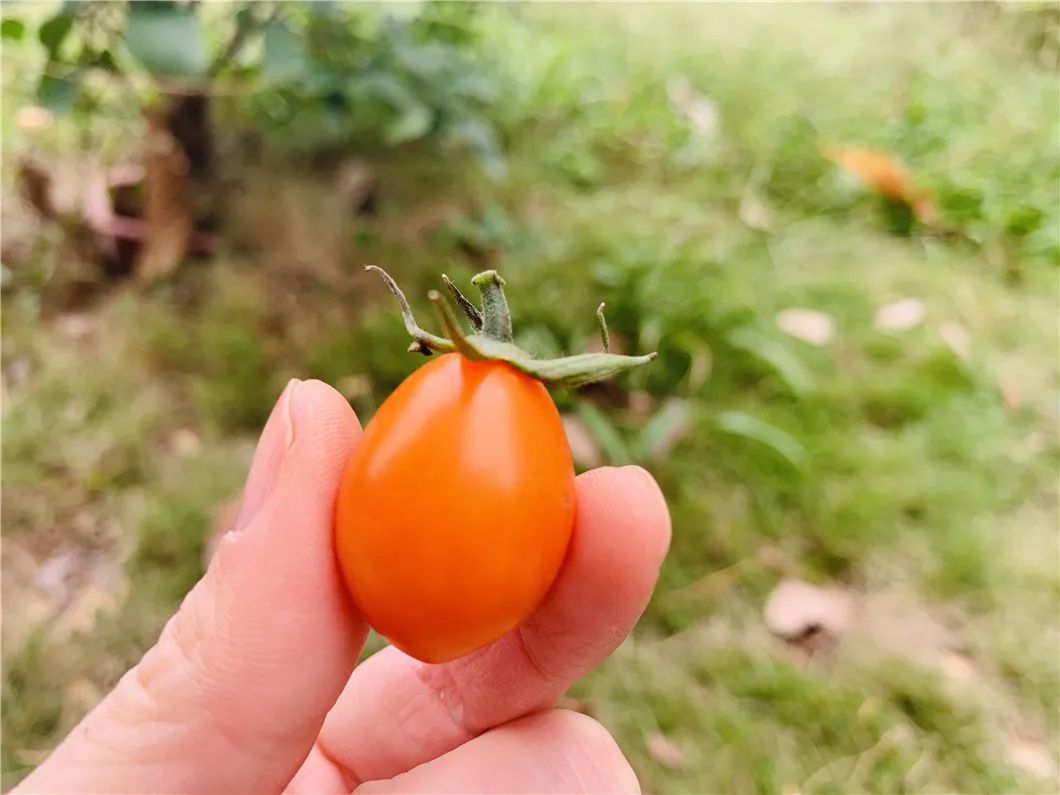 颗颗爆汁！露天种植黄金圣女果29.9/箱！美味0负担，酸甜可口，脆嫩多汁~