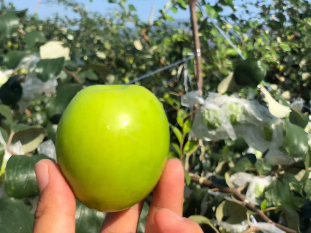 产地直发！福建冬季牛奶贵妃蜜枣19.9/箱包邮，脆甜爽口，优质蜜枣！
