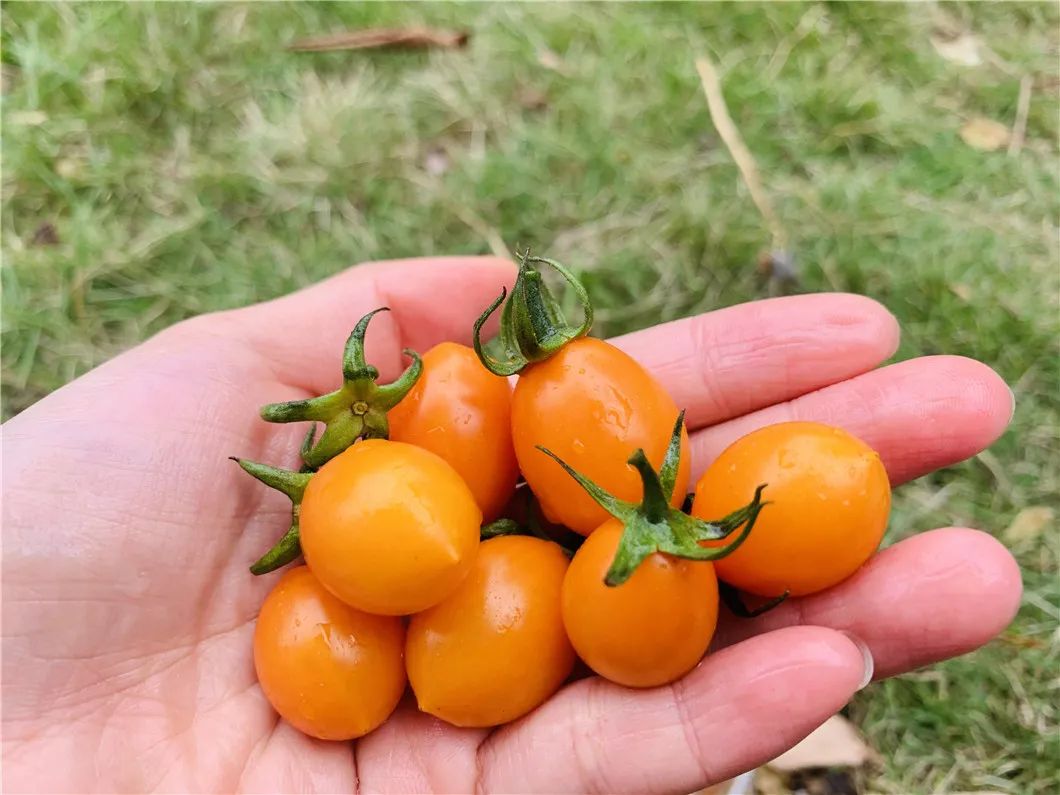 颗颗爆汁！露天种植黄金圣女果29.9/箱！美味0负担，酸甜可口，脆嫩多汁~