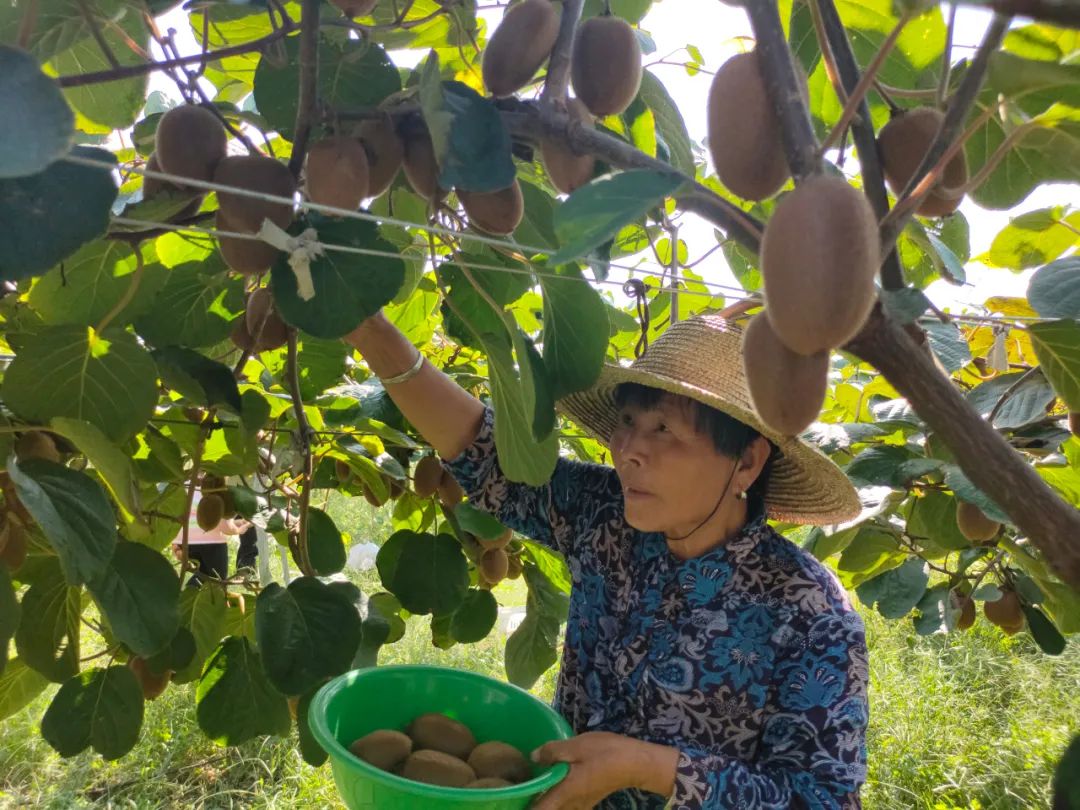 疫情放开后，家里一定要囤！公认的“维C之冠”，含量是柠檬的5倍！