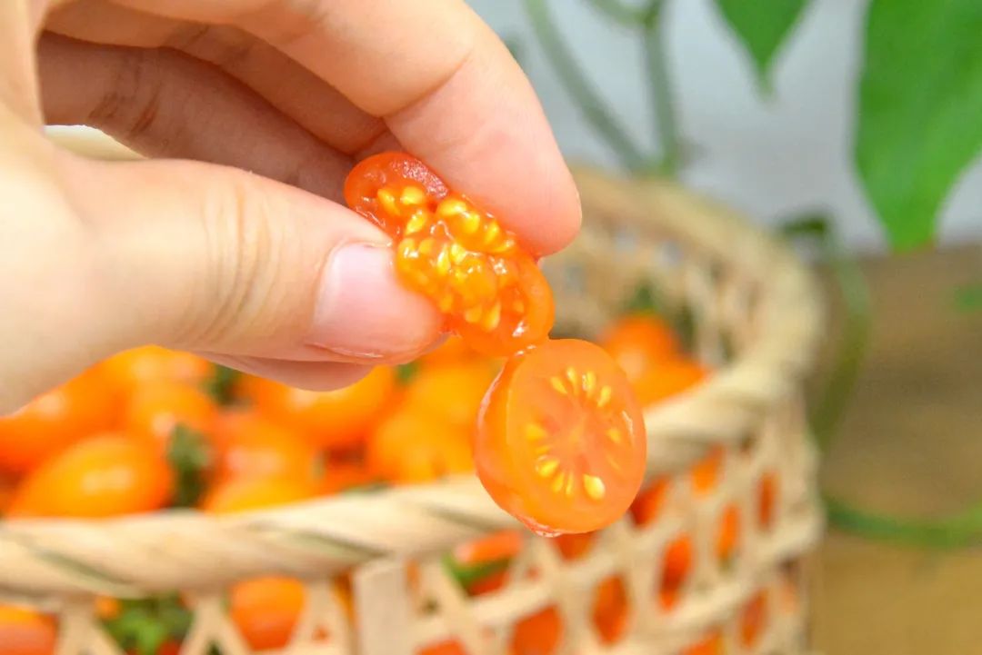 颗颗爆汁！露天种植黄金圣女果29.9/箱！美味0负担，酸甜可口，脆嫩多汁~