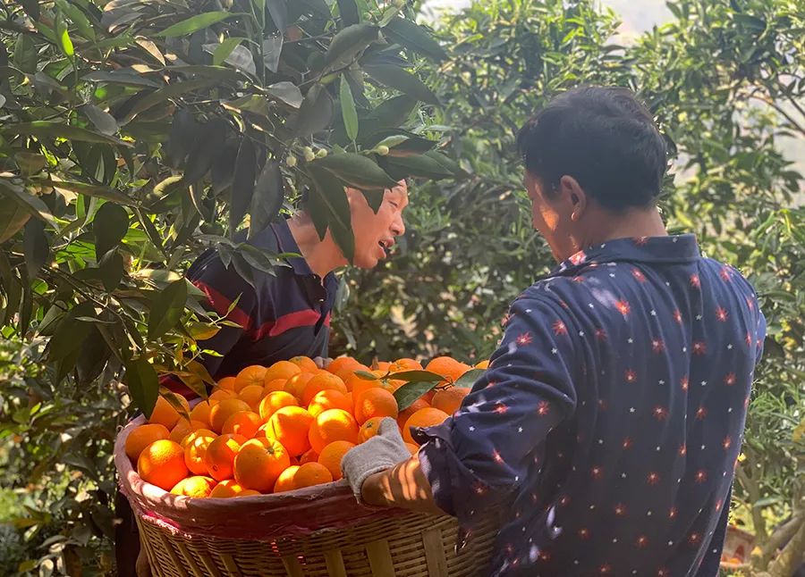 火爆热卖！江西赣南脐橙14.8元/箱！100%原生态脐橙，清甜爽口，到嘴的新鲜！