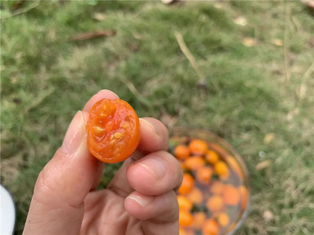 颗颗爆汁！露天种植黄金圣女果29.9/箱！美味0负担，酸甜可口，脆嫩多汁~