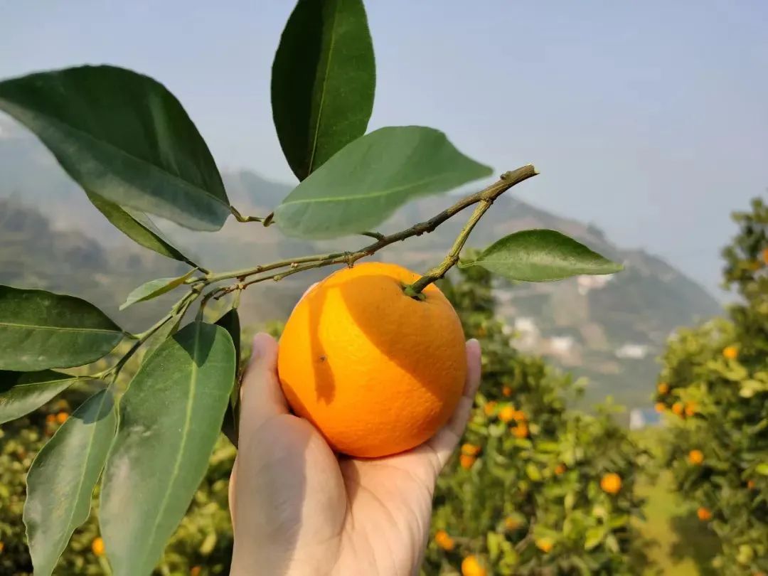 0万斤中华红血橙！24.9/箱包邮，秭归老农精心种植，肩挑背扛出大山，期待您的支持！"