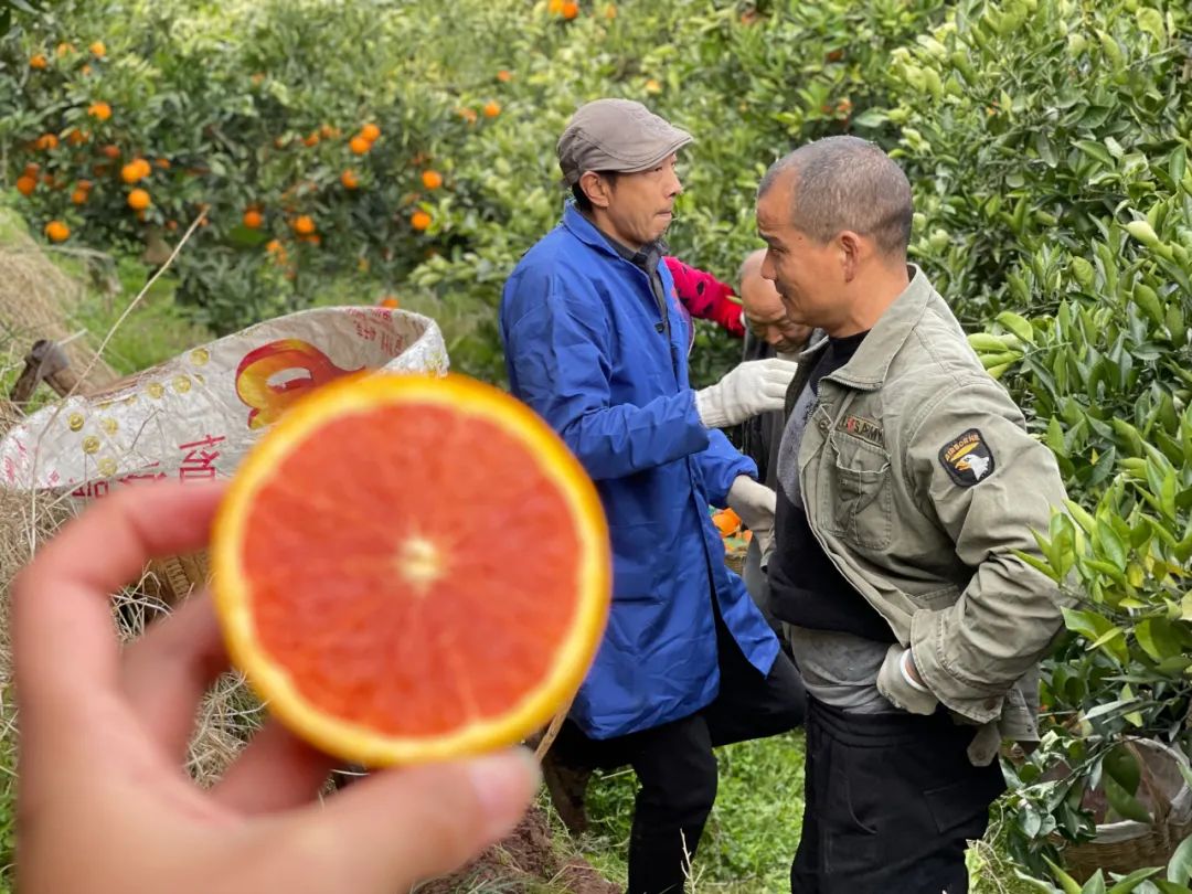 0万斤中华红血橙！24.9/箱包邮，秭归老农精心种植，肩挑背扛出大山，期待您的支持！"