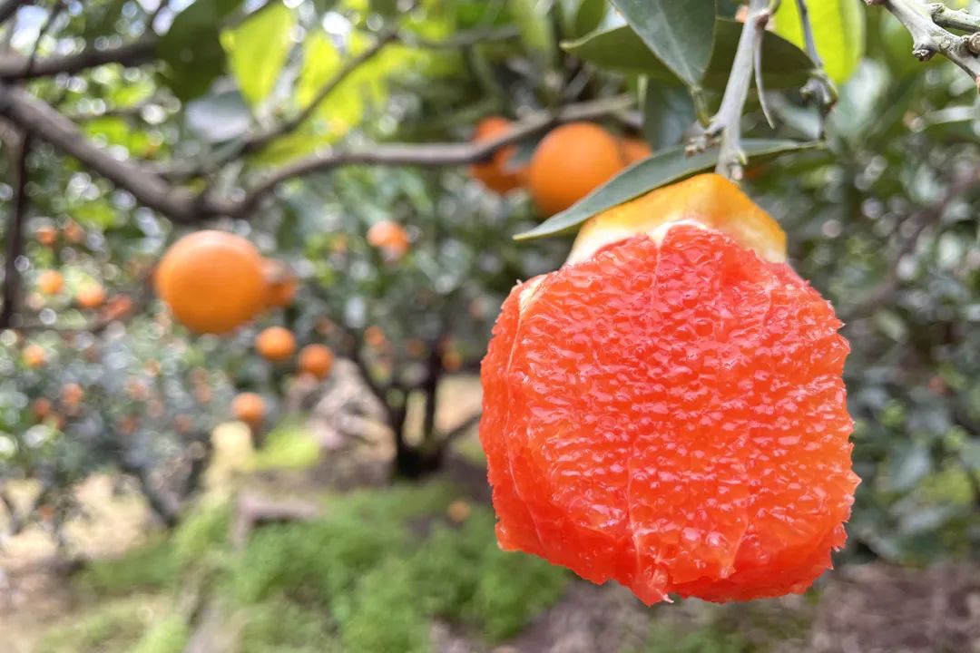 0万斤中华红血橙！24.9/箱包邮，秭归老农精心种植，肩挑背扛出大山，期待您的支持！"