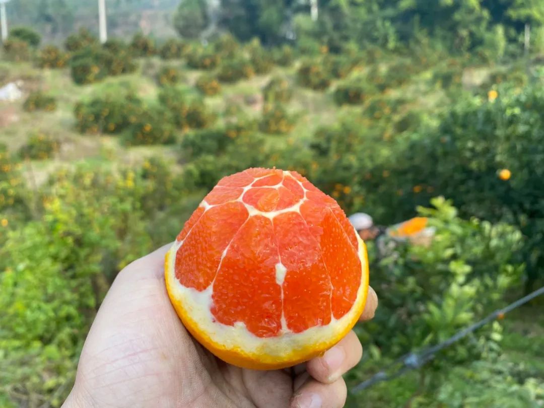 0万斤中华红血橙！24.9/箱包邮，秭归老农精心种植，肩挑背扛出大山，期待您的支持！"
