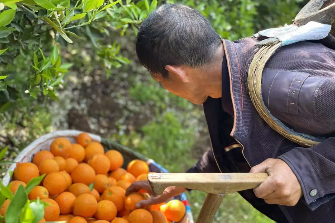 0万斤中华红血橙！24.9/箱包邮，秭归老农精心种植，肩挑背扛出大山，期待您的支持！"
