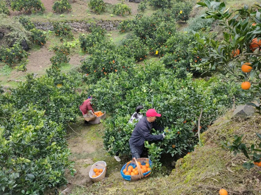 0万斤中华红血橙！24.9/箱包邮，秭归老农精心种植，肩挑背扛出大山，期待您的支持！"