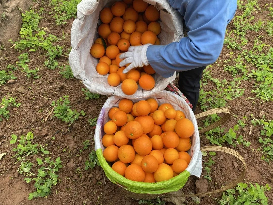 0万斤中华红血橙！24.9/箱包邮，秭归老农精心种植，肩挑背扛出大山，期待您的支持！"