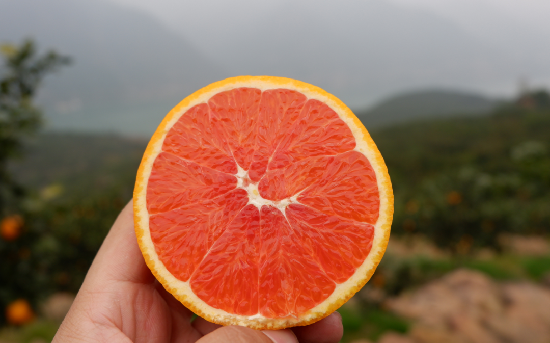 0万斤中华红血橙！24.9/箱包邮，秭归老农精心种植，肩挑背扛出大山，期待您的支持！"