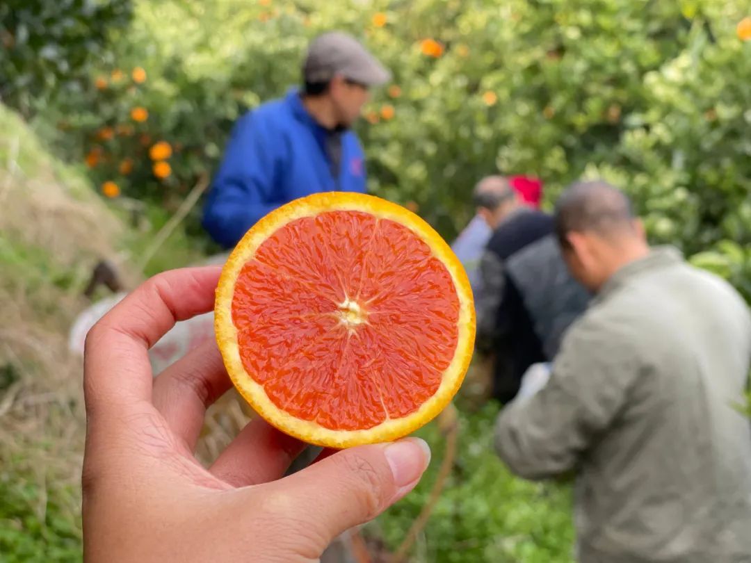 0万斤中华红血橙！24.9/箱包邮，秭归老农精心种植，肩挑背扛出大山，期待您的支持！"